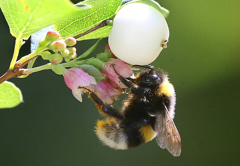 An earth bumblebee sits on the blossom of a snowberry and collects nectar for the winter supply with its long sucking trunk at the end of the summer dress in Berlin, Germany. dpa via AP