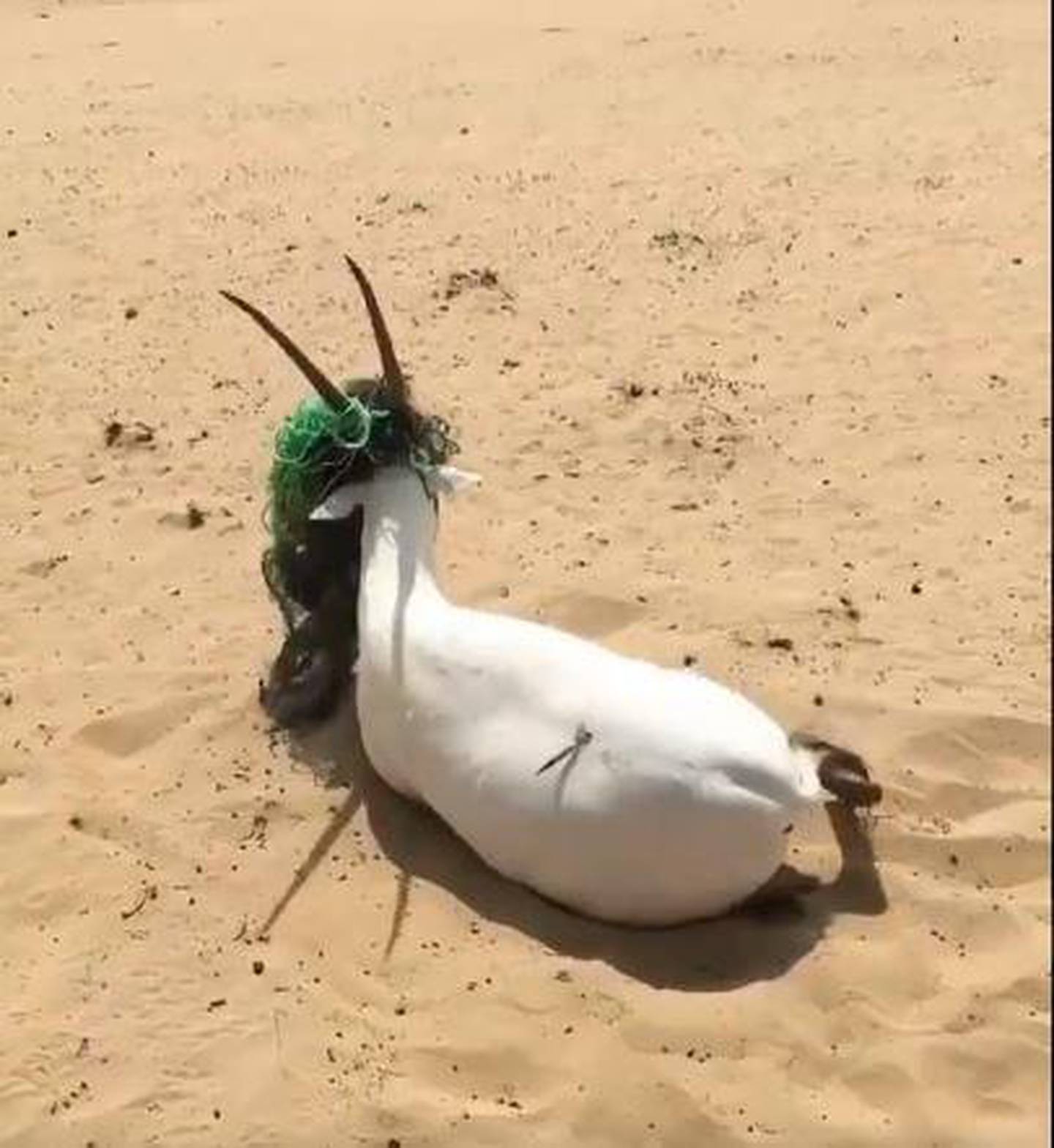The oryx was tangled in what appeared to be discarded netting. Courtesy: Sheikh Hamdan Twitter