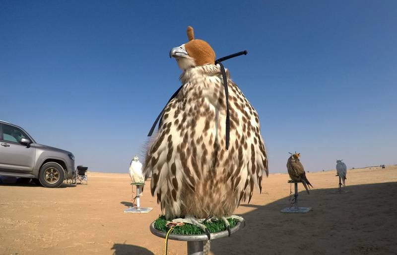 Falcons sitting on the platform during the Fazza Falconry Championship 2022 held at Ruwayyah desert area in Dubai. Participants from GCC countries are taking part in the Fazza Falconry Championship 2022, which is sponsored by Sheikh Hamdan bin Mohammed, Crown Prince of Dubai.