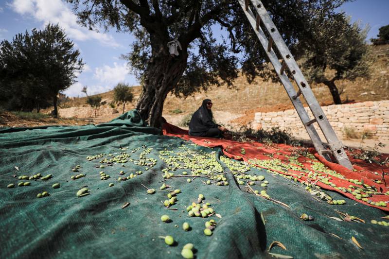 A Palestinian woman sits under an olive tree as others pick its olives in Jerusalem. Reuters