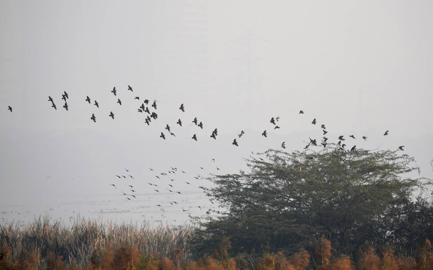 There are as many as 450 bird species found in the city and over seven bird sanctuaries, with Okhla Bird Sanctuary being the largest.
