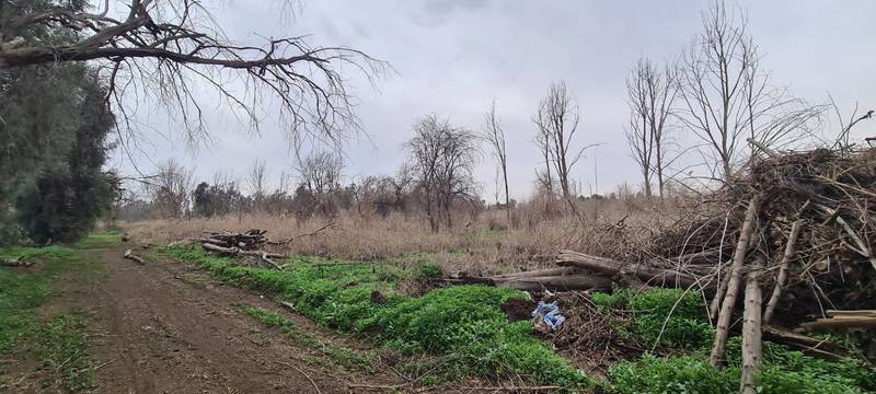 More than 3,000 trees have been planted so far this year, out of a planned 10,000. Photo: Mosul Eye
