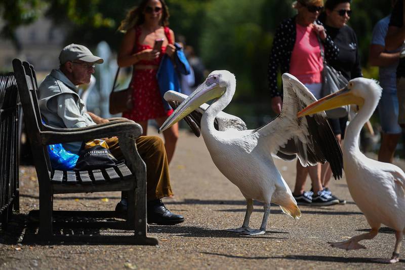 Pelicans approach a person on a bench in St James's Park in London, Britain. PA via AP