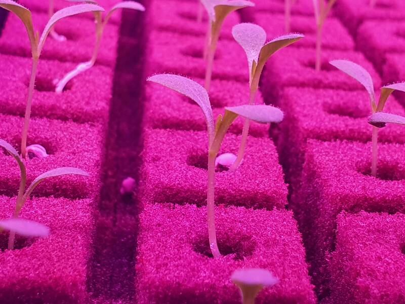 The plants take root at Bustanica vertical farm. It is estimated it is able to produce more than one million kilograms of leafy greens each year, or more than three tonnes per day.
