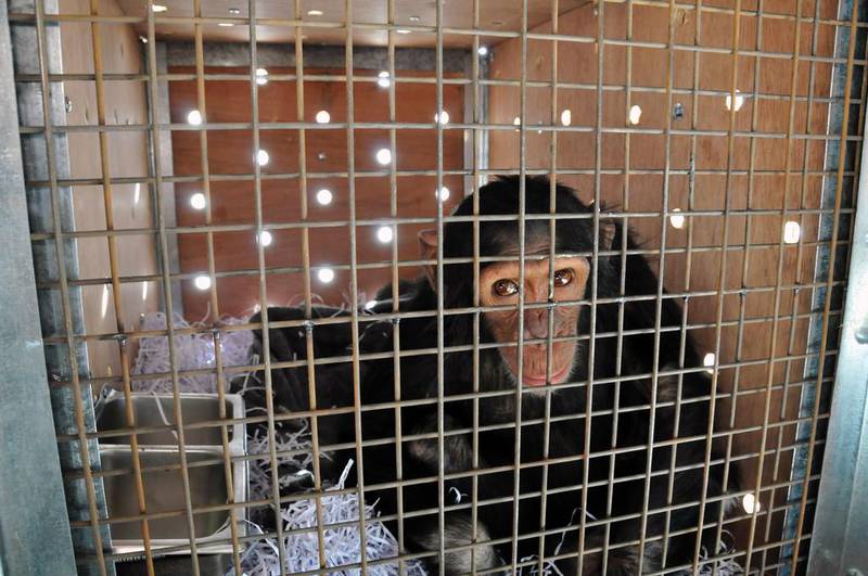 Manno, a four-year-old chimpanzee that was rescued from a zoo in Duhok after being trafficked from Syria, plays in his transport crate at Erbil International airport before his November 2016 flight to Sweetwaters Chimpanzee Sanctuary in Kenya. AFP handout / Animals Lebanon