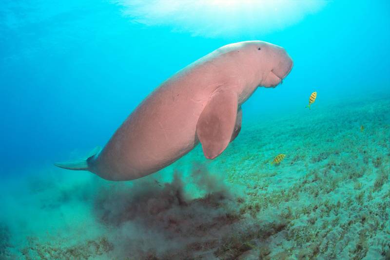 HGN4G9 Dugong dugon - a medium-sized marine mammal of the order Sirenia is swimming above the shallow sea grass area in the Red Sea.