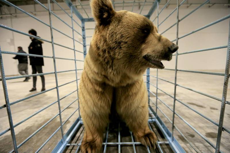 A bear is seen inside a cage before its release in Dohuk, Iraq. Kurdish animal rights activists rescued the bears from captivity in people's homes. Reuters