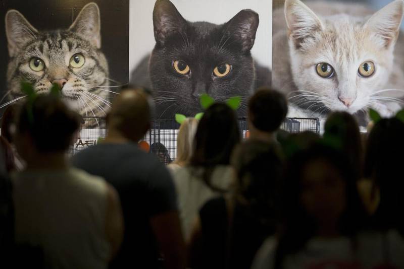 People look for cats to adopt at CatCon in Los Angeles. AP