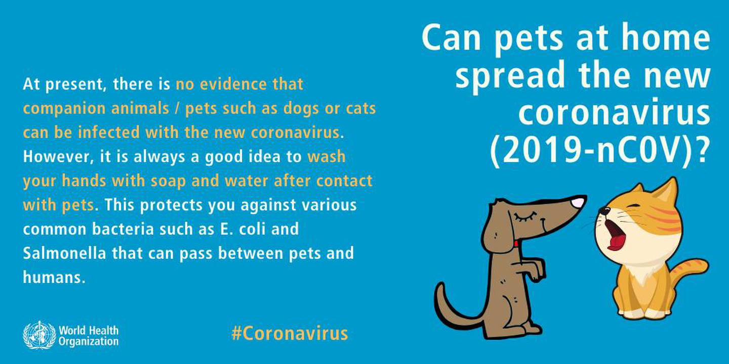 The World Health Organisation said on its Weibo account there was no evidence that dogs, cats and other pets could catch the new coronavirus. Courtesy WHO