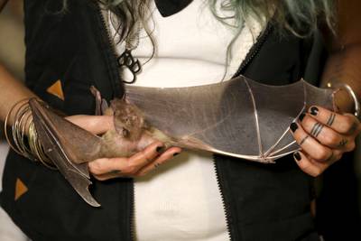 Lifschitz holds an injured Egyptian fruit bat at her home in Tel Aviv before the sanctuary was set up. Reuters