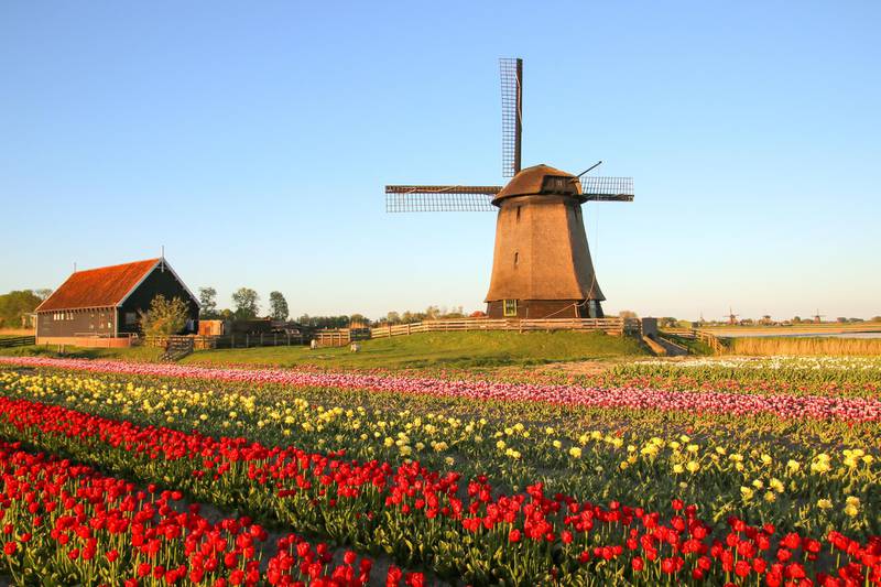 Late afternoon at the windmill, the Netherlands. Getty Images
