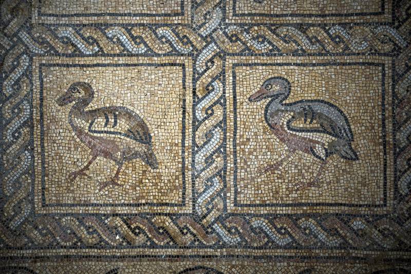A detail of parts of a Byzantine-era mosaic floor that was uncovered recently by a Palestinian farmer in Bureij in central Gaza Strip, Sept.  5, 2022.  The man says he stumbled upon it while planting an olive tree last spring and quietly excavated it over several months with his son.  Experts say the discovery of the mosaic — which includes 17 well-preserved images of animals and birds — is one of Gaza's greatest archaeological treasures.  They say it's drawing attention to the need to protect Gaza's antiquities, which are threatened by a lack of resources and the constant threat of fighting with Israel.  (AP Photo / Fatima Shbair)