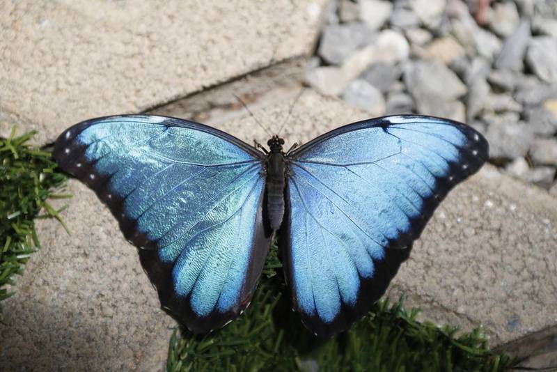 The blue Morpho is one of a colourful selection of the 26 species that can be seen at the Dubai Butterfly Garden. Antonie Robertson / The National