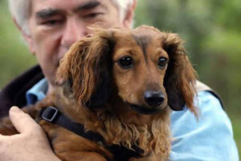 There were 7,120 Dachund puppies born in 207 compared with 28,000 that were born each year in the 1970s.