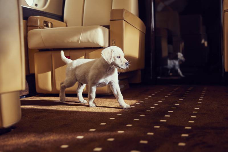 VistaJet offers a Fear of Flying course for dogs to help desensitise them to flying.