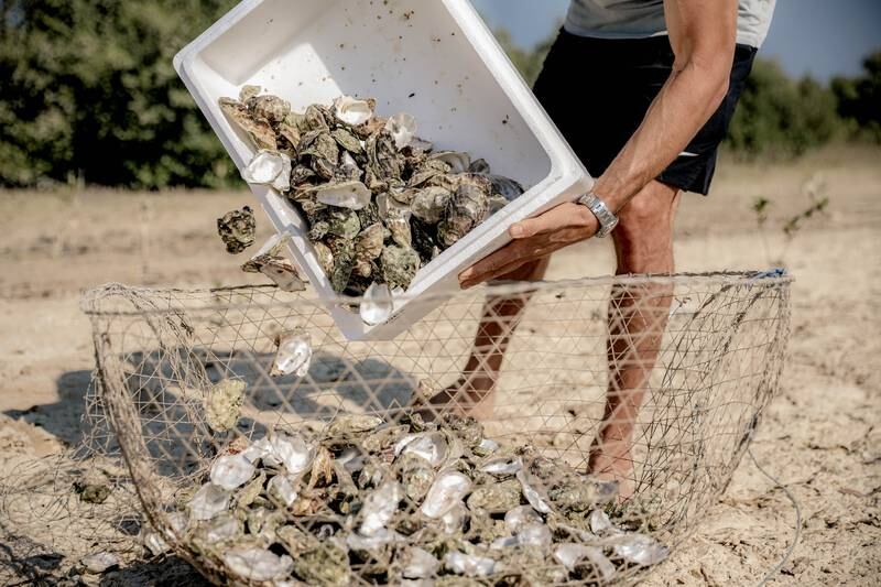 More than 250,000 used oyster shells have been used to help create artifical reefs in the UAE so far. Photo: Dubai Oyster Project