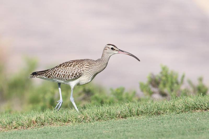 The Steppe Whimbrel spotted on Saadiyat Island in late August. There is estimated to be just 100 surviving today
