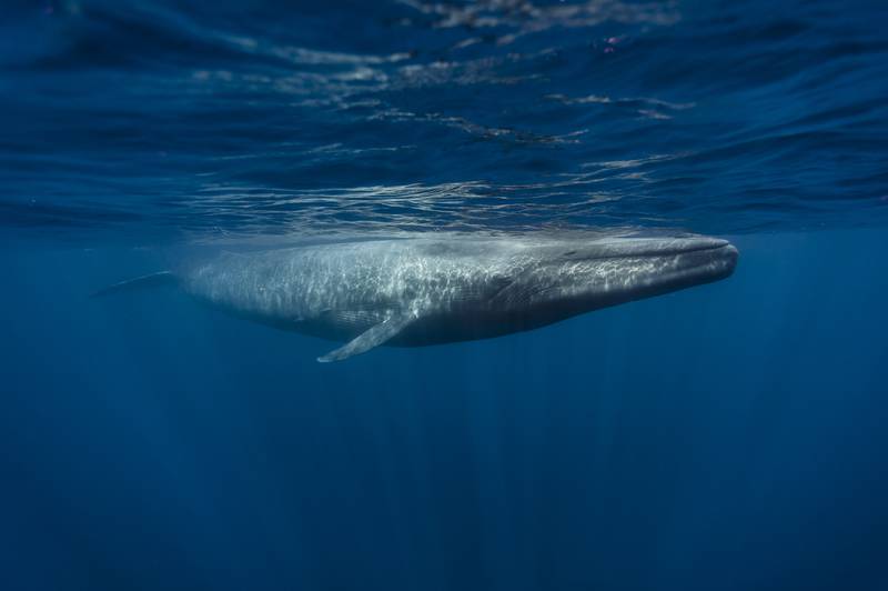 A blue whale off the coast of Sri Lanka. Getty
