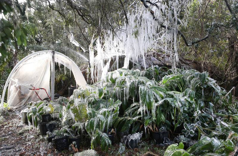 Icicles dangle from a tree at a plant nursery in Panama City, Florida. Patti Blake / News Herald via AP