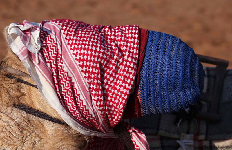 A camel taking part in a race has his eyes covered in a traditional keffiyeh scarf. AFP