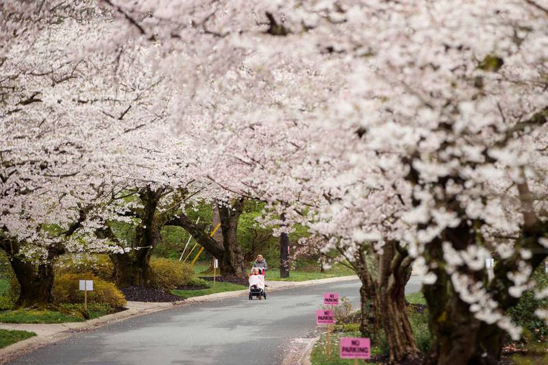 A woman pushes a baby in a stroller under a canopy of cherry blossoms in the Kenwood area of Washington DC, US. AP