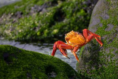 A sally-lightfoot crab carefully traverses boulders. Courtesy Jamie Lafferty