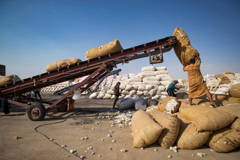 Cotton being sorted in Raqa.