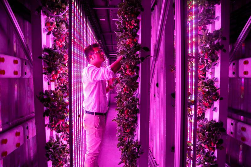 DUBAI, UNITED ARAB EMIRATES - SEPTEMBER 17, 2018. Georges Beaudoin, International Operations Manager, Agricool. Agricool grows strawberries in a shipping container in Sustainable City.Agricool is a french start-up that grows fruits and vegetables inside shipping containers, where they grow without pesticide, minimum water and nutrition intake, no GMOs, and are harvested the day you will purchase. (Photo by Reem Mohammed/The National)Reporter: LIZ COOKMANSection: NA
