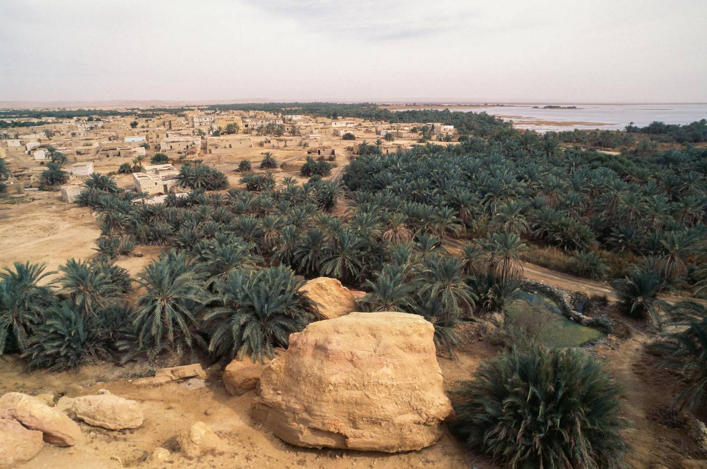 Date palms in the Siwa oasis, Sahara desert, Egypt.