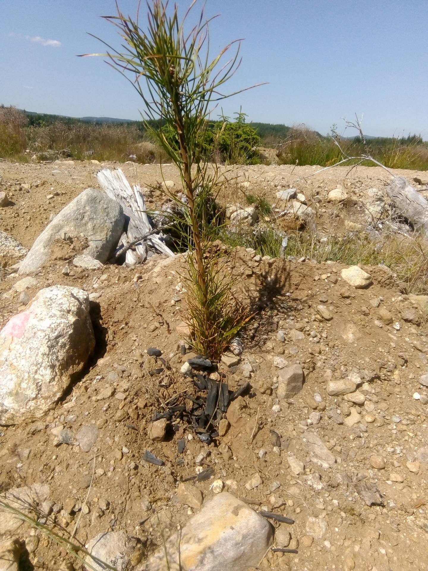 A pine tree that has been treated with biochar, which can improve soil nutrient content and water retention. Photo: Black Bull Biochar.