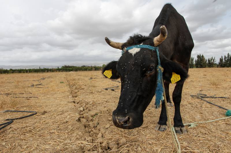A cow struggles to find anything to eat in Oued Zarga, Beja. Hasan Mrad / The National