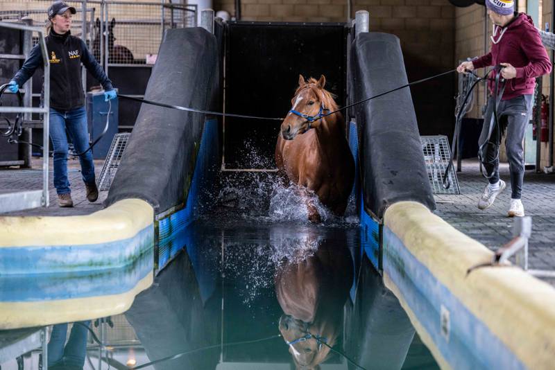Water training for the horses at Manor House Stables.