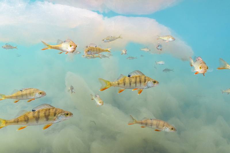 Underwater Wonderland. Tiina Tormanen / Wildlife Photographer of the Year