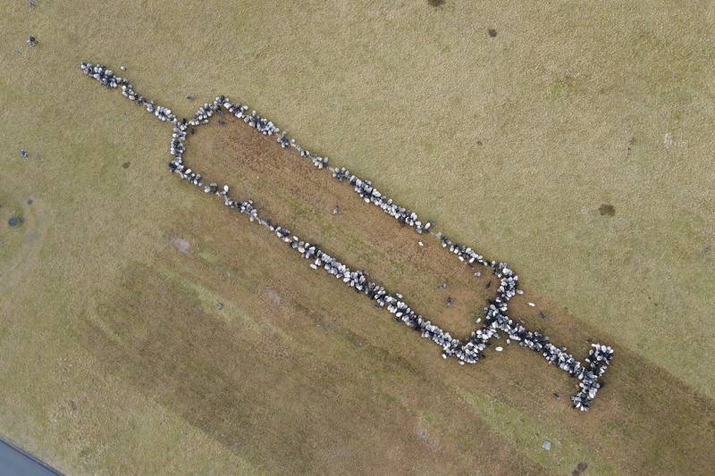A German shepherd campaigns for Covid-19 vaccinations by forming a giant syringe using 700 sheep and goats in Schneverdingen, south of Hamburg, Germany. Reuters
