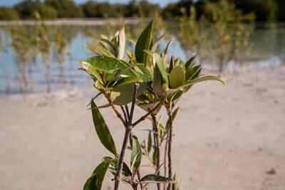 Newly planted mangrove seedlings in Jubail Mangrove Park in Abu Dhabi. Victor Besa / The National