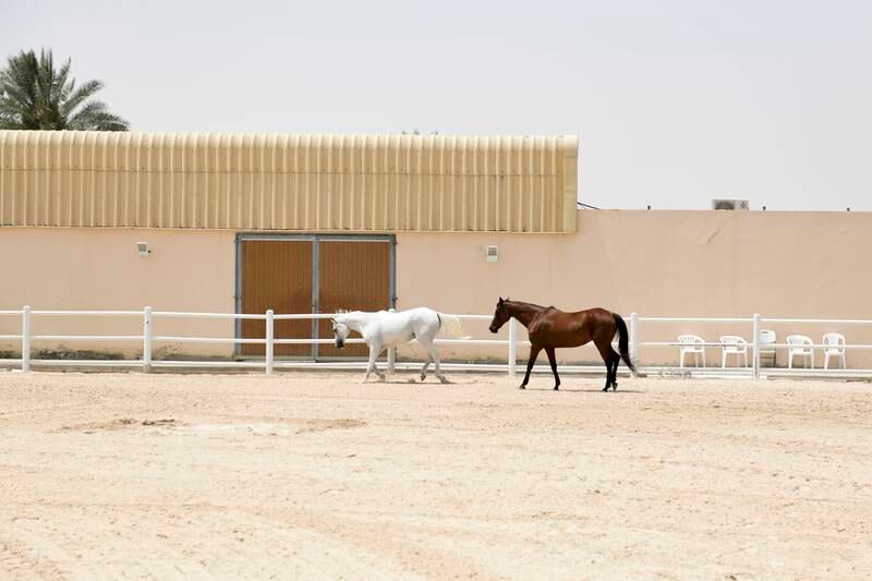 Ms Sayyed also runs Ride to Rescue, a company that rescues and rehabilitates horses in the UAE. Here, she takes Ocean and Victory, two horses, for a walk at Mandara Equestrian Club. Khushnum Bhandari / The National