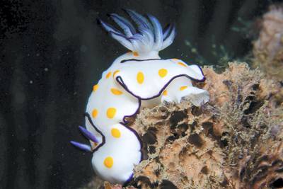 Goniobranchus annulata would likely be the first nudibranch UAE divers will see underwater. Courtesy Dragan Petkovic
