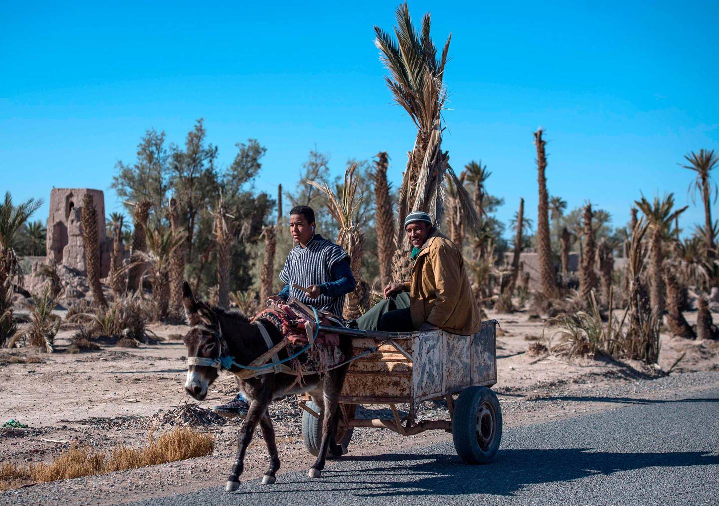 Farmers ride a donkey-cart past dead palm trees in Morocco's oasis of Skoura, a rural oasis area of around 40 square kilometres, on January 27, 2020. For centuries, Morocco's oases have been home to human settlements, agriculture, and important architectural and cultural heritage, thanks also to trans-Saharan trade caravan routes. Long a buffer against desertification, they have gone through cycles of drought in recent decades and are now "threatened with extinction", Greenpeace has warned, due to the impact of high temperatures. In most of the Skoura oasis, the ground is dry and cracked.  / AFP / FADEL SENNA
