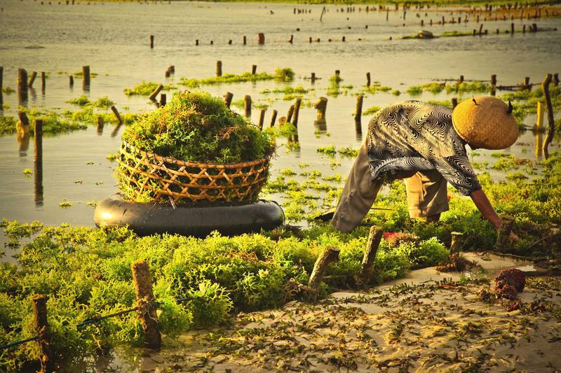 Algae farmer at work in Nusa Lembongan. Island 11 km southeast of Bali in Indonesia. Getty Images