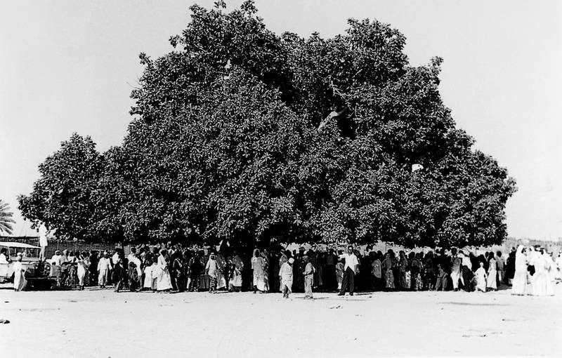 The Rolla tree in Sharjah in the 1950s during Eid celebrations. The enormous tree fell in 1978, to be commemorated by a statue in Rolla Square. Photo: Sharjah Documentation and Archive Authority