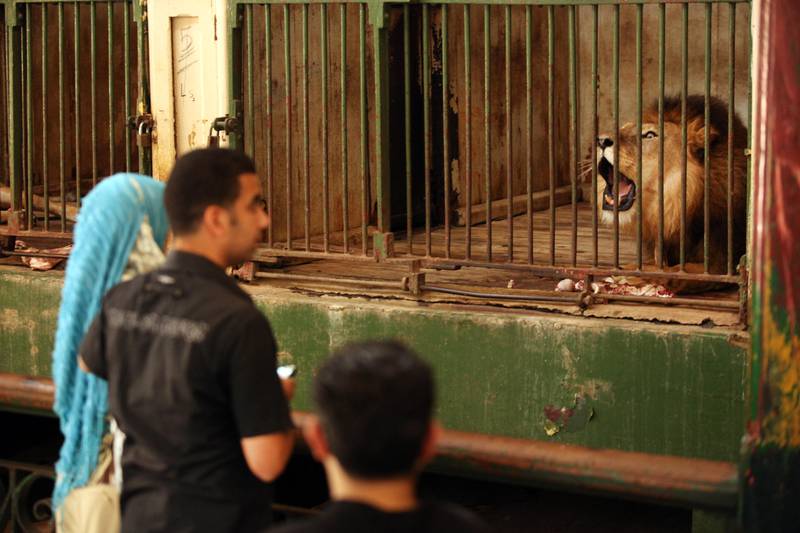 Visitors view the lions in the Giza Zoo in Egypt. A sudden population boom has led to overcrowding, forcing many to live in spaces meant for only a few. May 18, 2010. Victoria Hazou