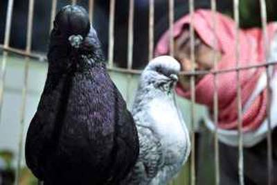 Saudi trader looks at pigeons during an auction in Riyadh February 2, 2009. Buyers come from all over to buy and sell some of the many unusual looking pigeons among them from countries such as Korea, Australia, France, and  Romania, as well as pigeons specially bred. Pigeons can fetch between a  few hundreds Riyals up to hundreds of thousands of Riyals at auction.  Shadeed  (SAUDI ARABIA)