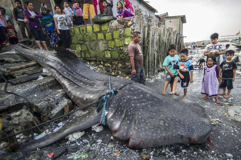 People gather around the carcass of a whale shark, caught by fishermen off Surabaya, East Java island in Indonesia. Juni Kriswanto / AFP Photo