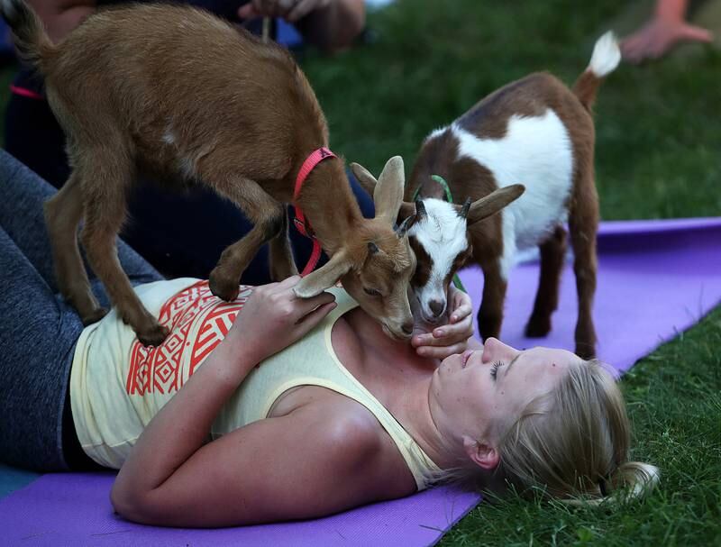 GEORGETOWN, MA - JUNE 21: Elizabeth Shorter, of Amesbury, plays with two goats during an outdoor yoga class at Great Rock Farm in Georgetown, Mass., June 21, 2017. (Photo by Jim Davis/The Boston Globe via Getty Images)