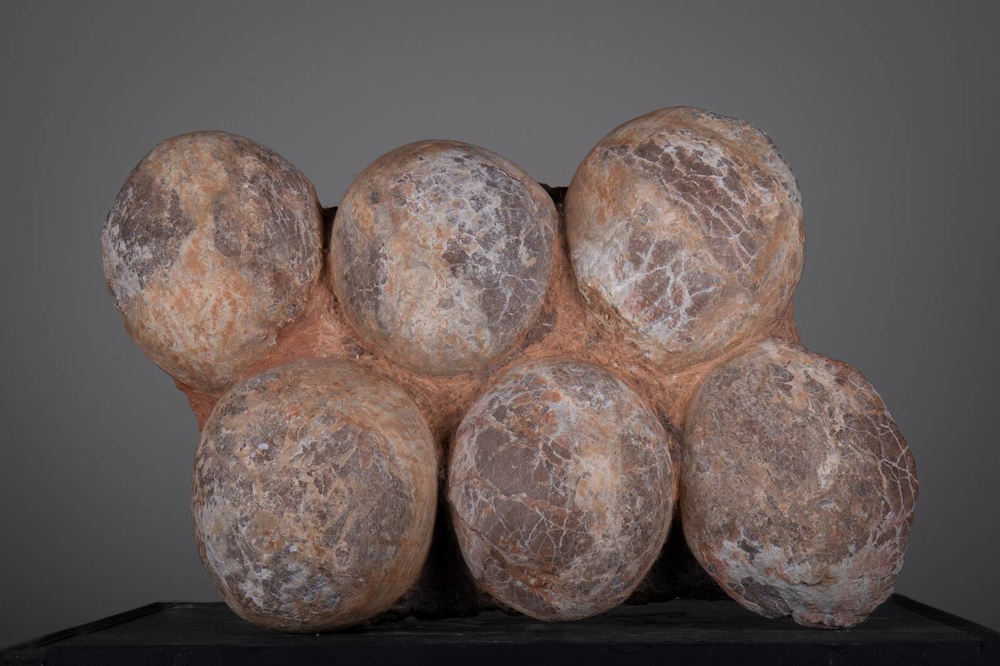 A nest of fossilised Hardrosaur eggs. Photo: McTear’s