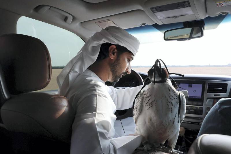 DUBAI , UNITED ARAB EMIRATES , November 26  – 2018 :- Mohammed Al Kamda with one of his falcon at the farm in Al Awir in Dubai. ( Pawan Singh / The National ) For News. Story by Nick Webster