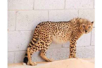 Keeping cheetahs as pets results in inhumane conditions, readers say. Yussuf Al Saadi / Al Ittihad