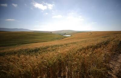 Fields of barley and wheat in Caledon, South Africa. Reuters