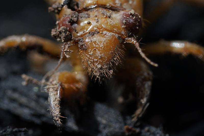 A dirt covered cicada nymph is seen.  AP Photo