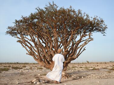 Amouage protects Omani heritage by harvesting frankincense